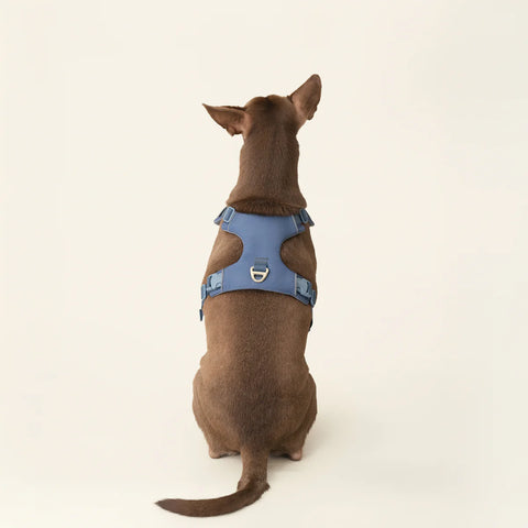 Harness - Stone Blue